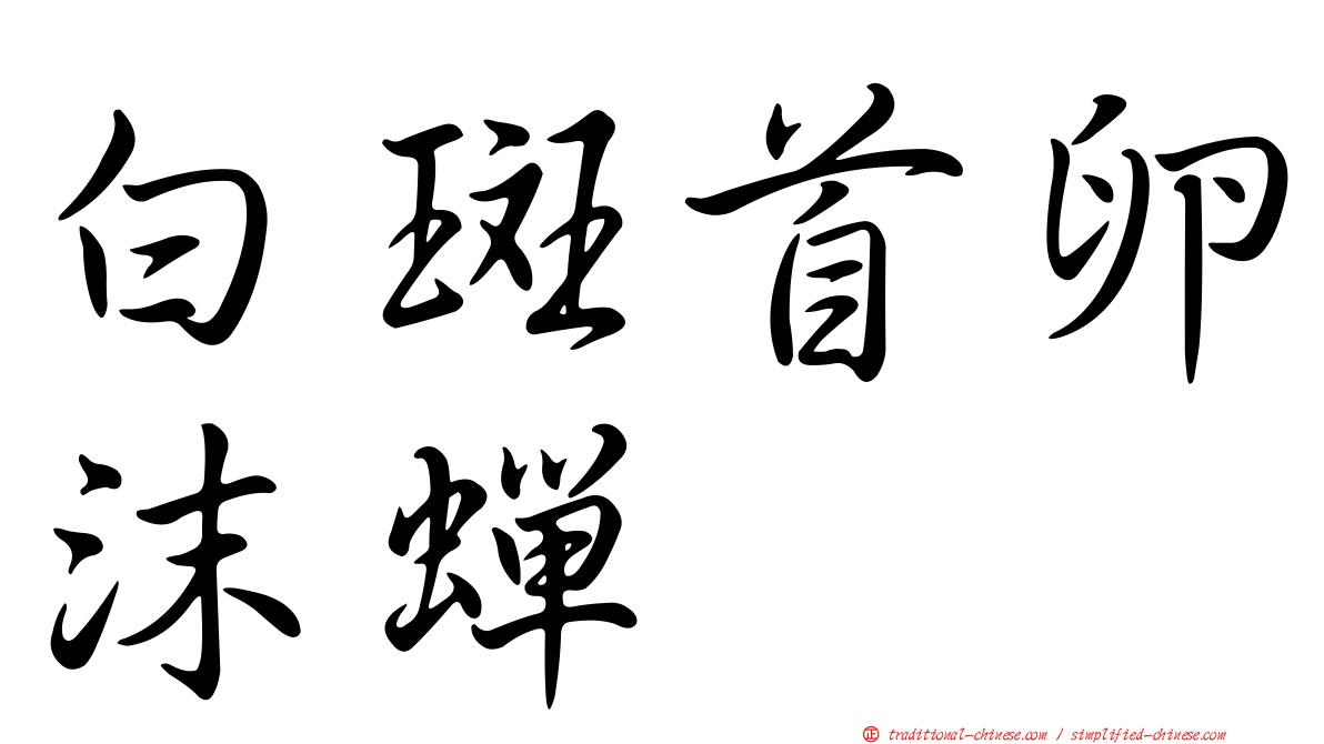 白斑首卵沫蟬