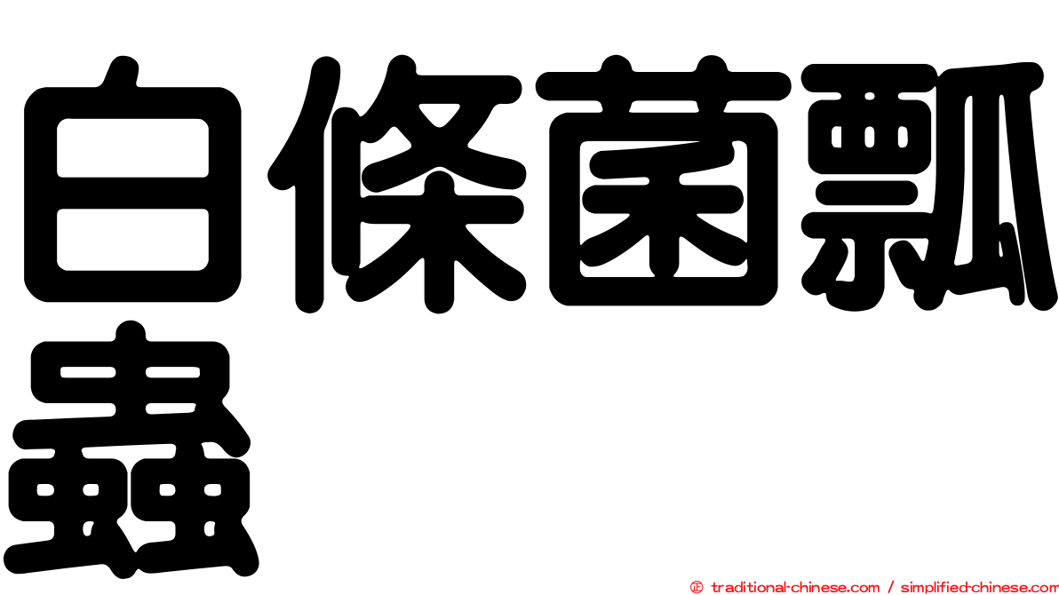 白條菌瓢蟲