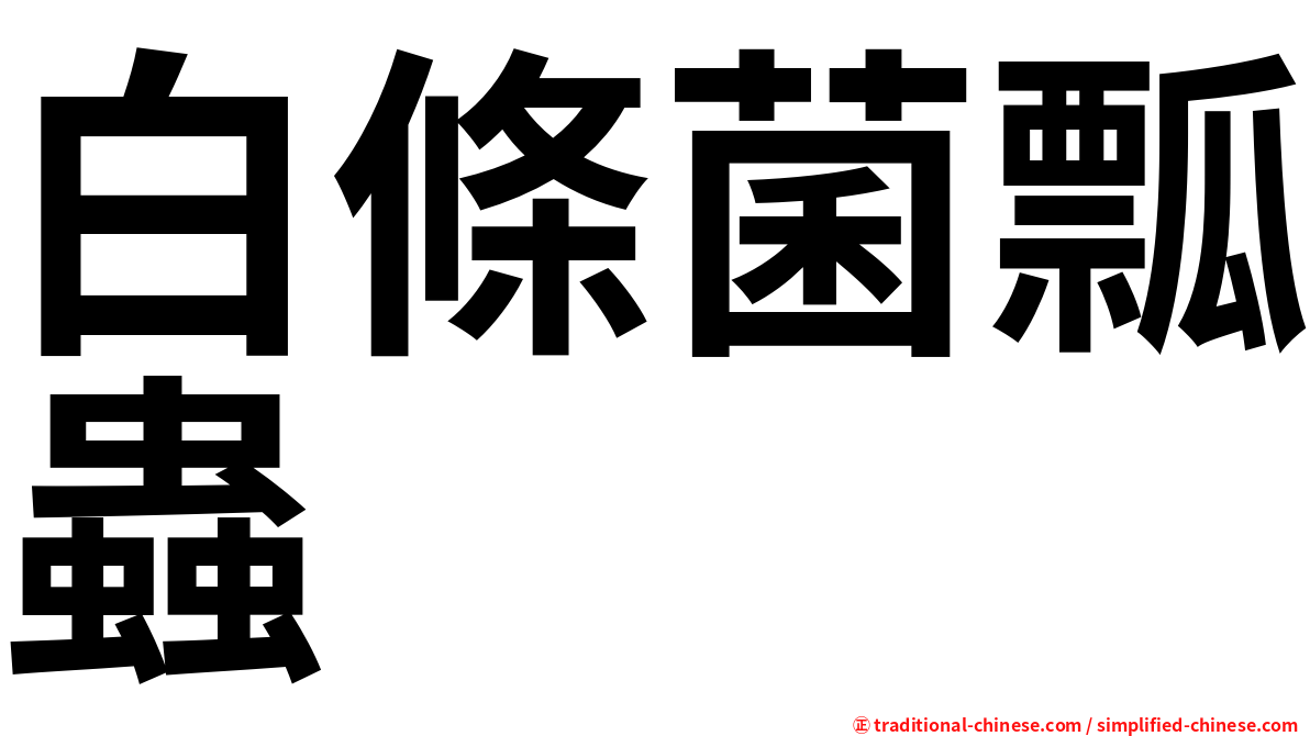 白條菌瓢蟲