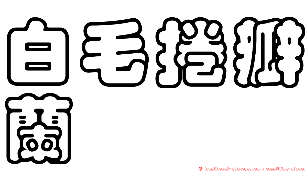 白毛捲瓣蘭