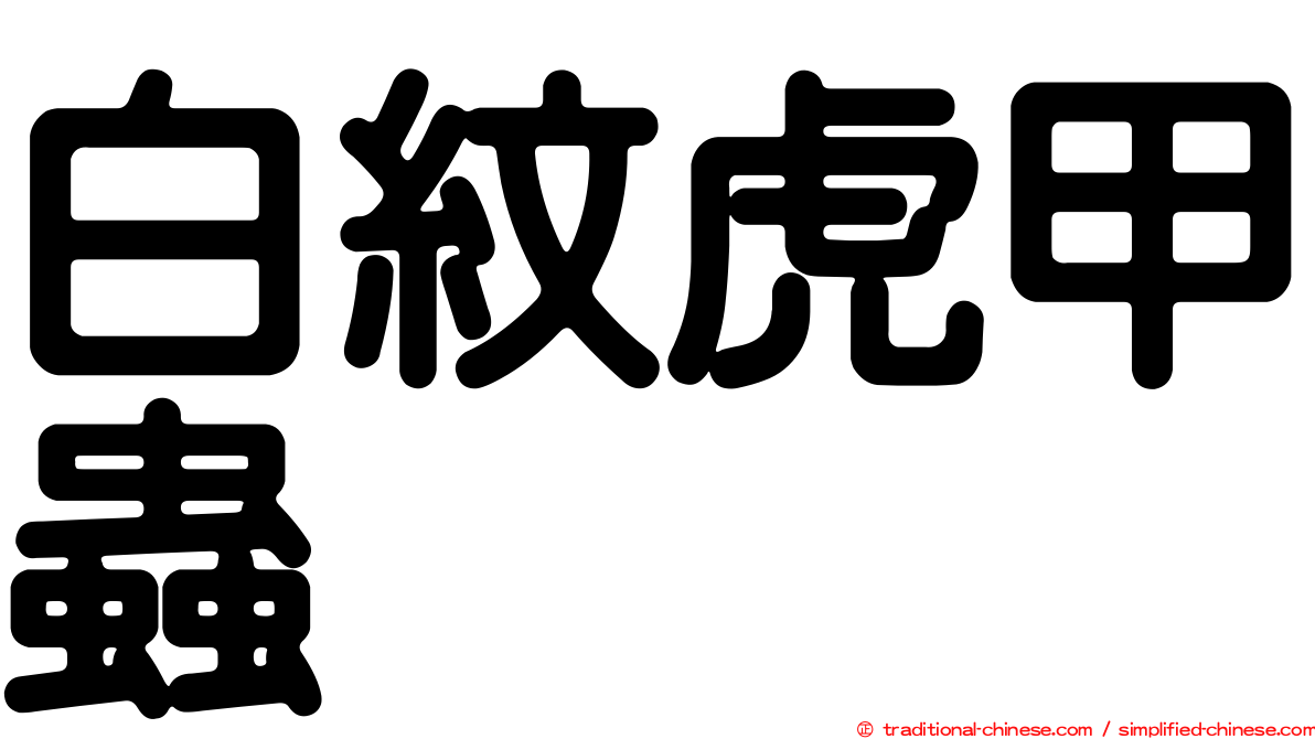 白紋虎甲蟲