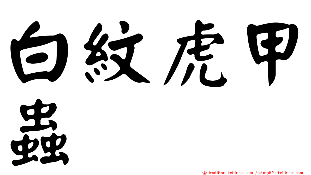 白紋虎甲蟲