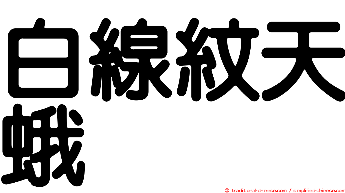 白線紋天蛾