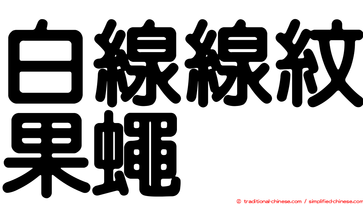 白線線紋果蠅