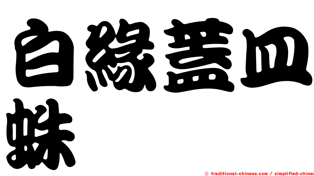 白緣蓋皿蛛