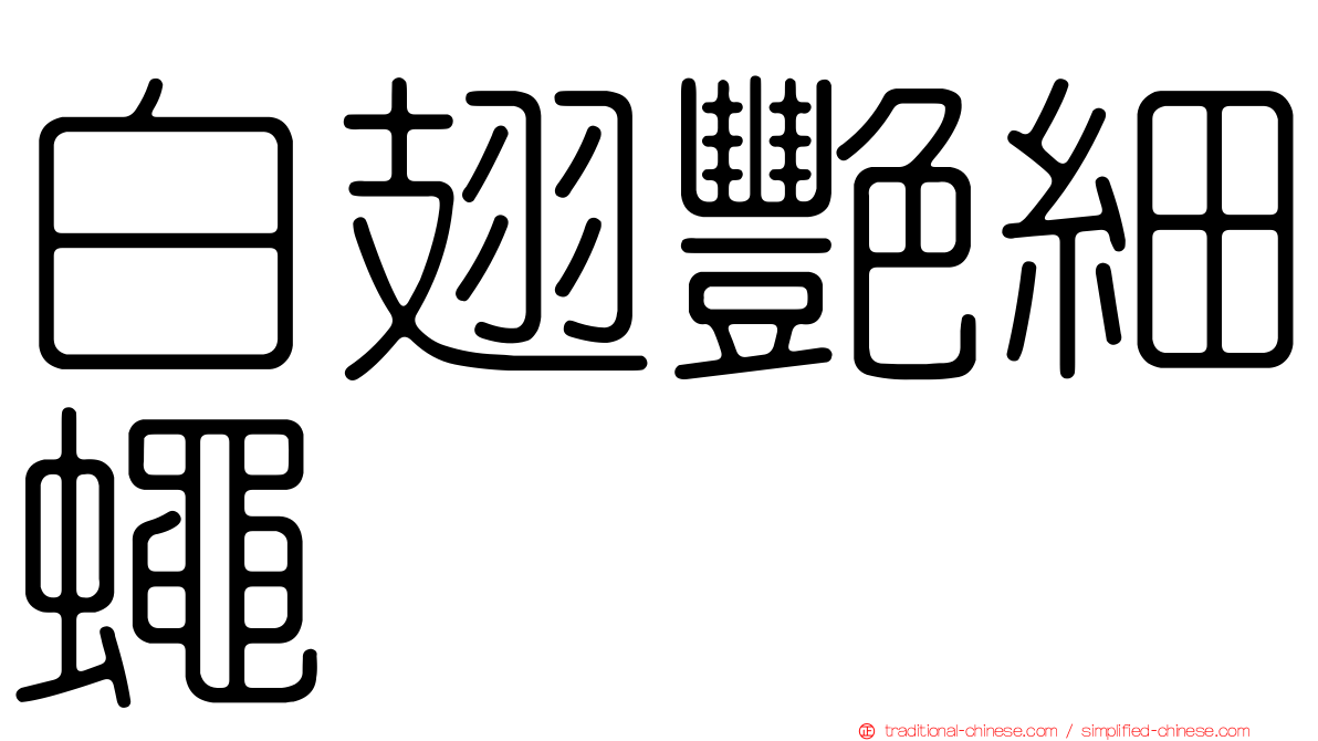 白翅艷細蠅