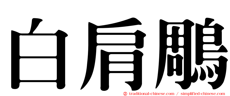 白肩鵰