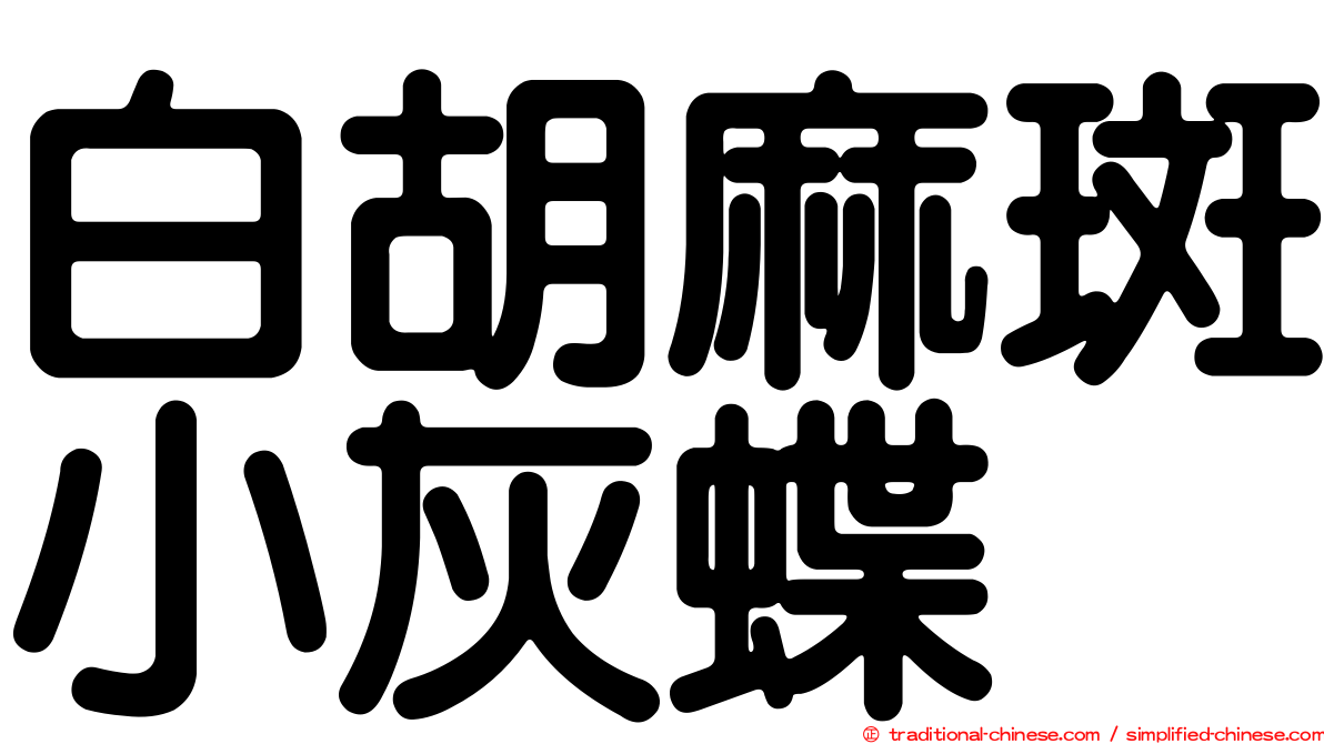 白胡麻斑小灰蝶