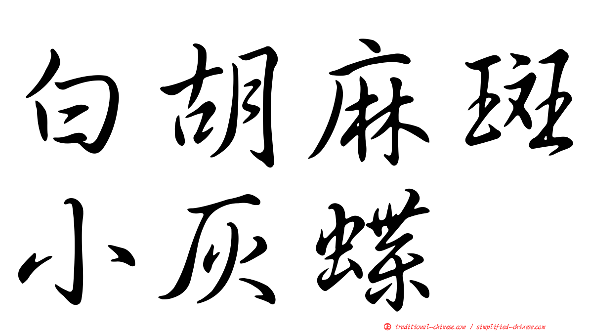 白胡麻斑小灰蝶