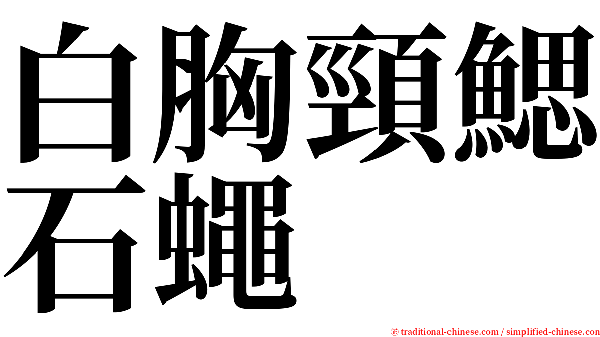白胸頸鰓石蠅 serif font