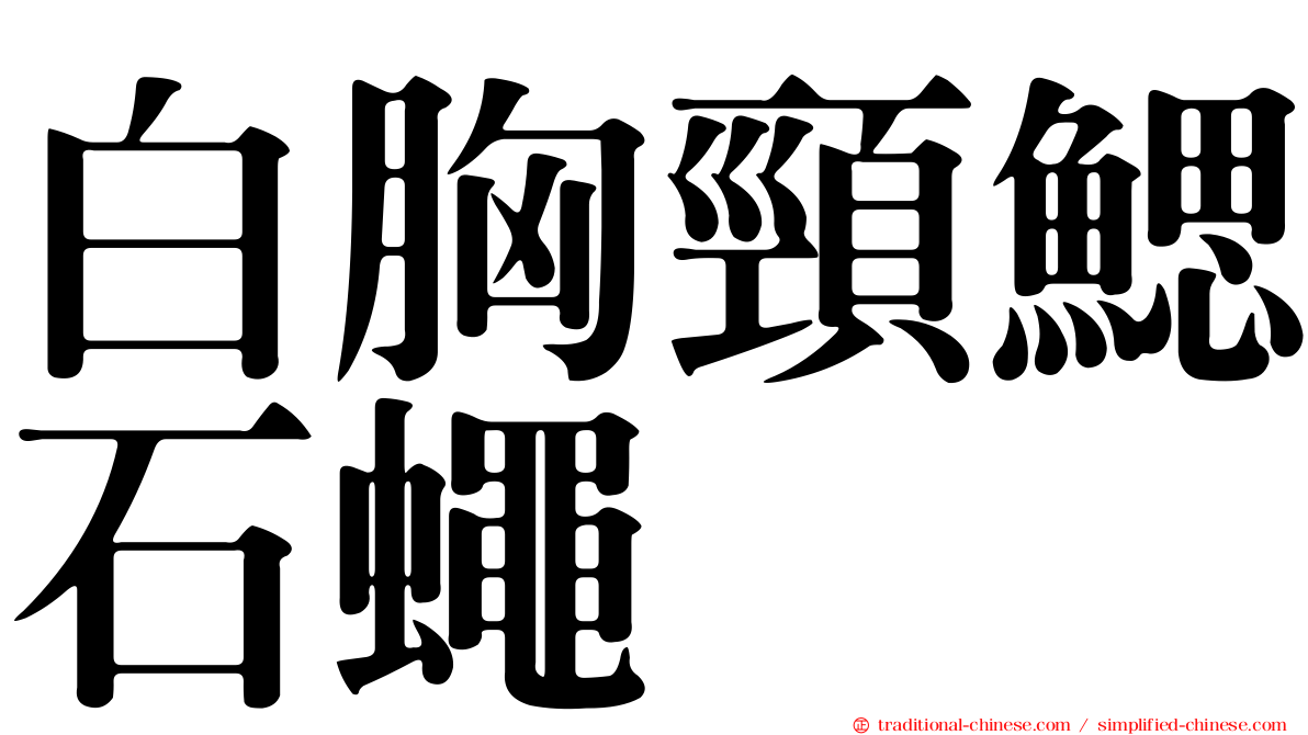 白胸頸鰓石蠅
