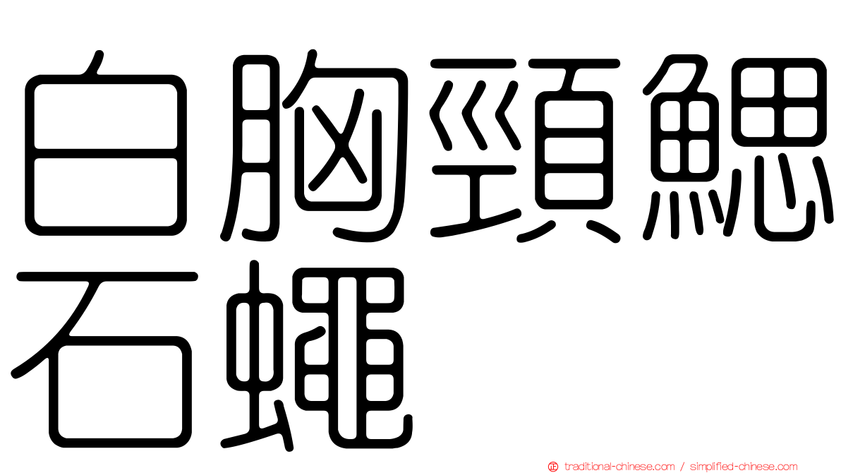 白胸頸鰓石蠅
