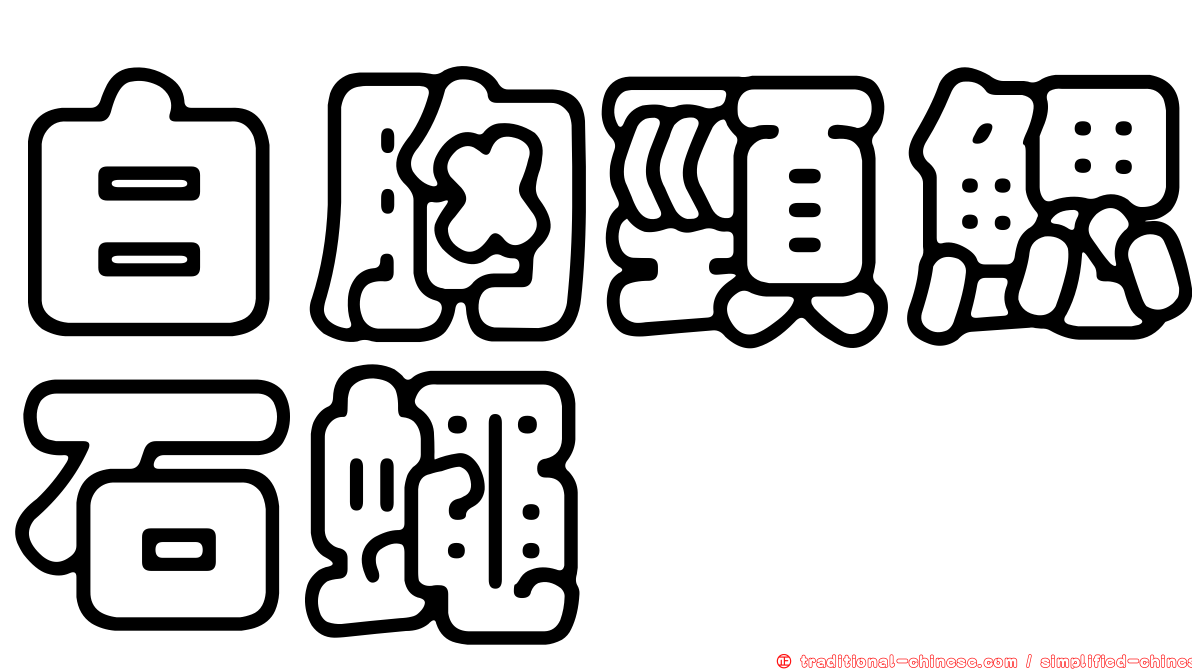 白胸頸鰓石蠅