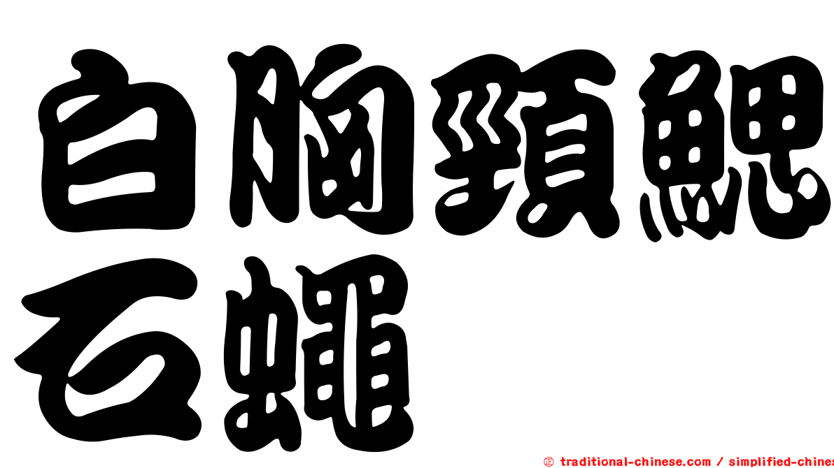 白胸頸鰓石蠅