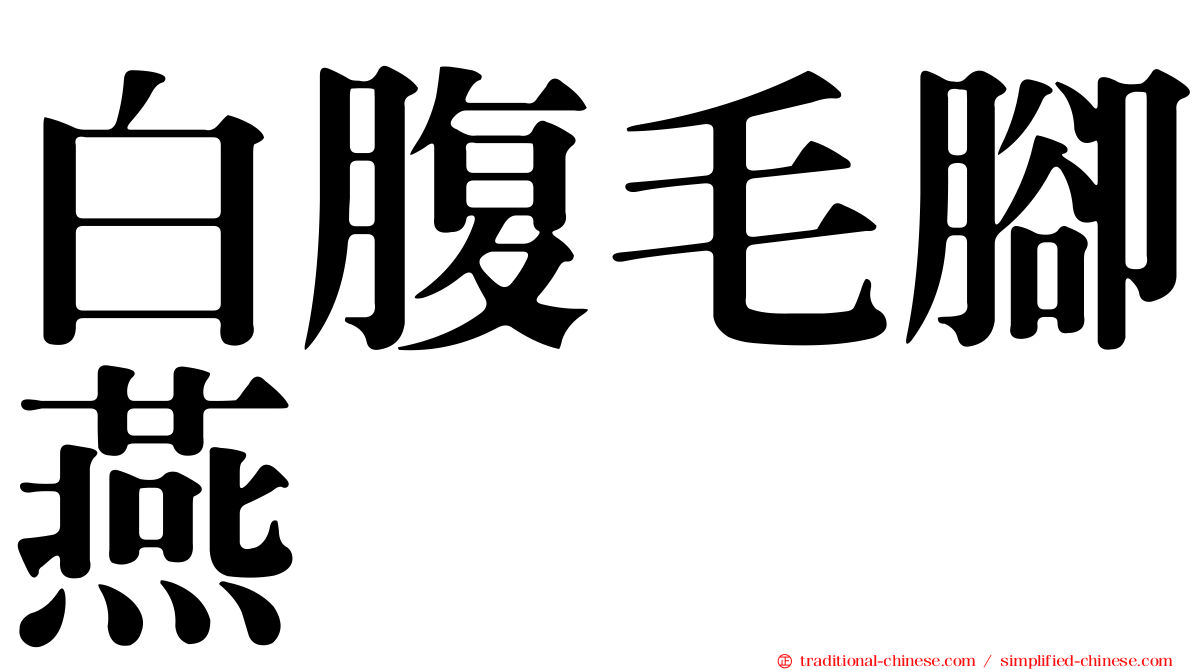 白腹毛腳燕