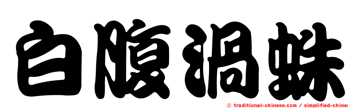 白腹渦蛛