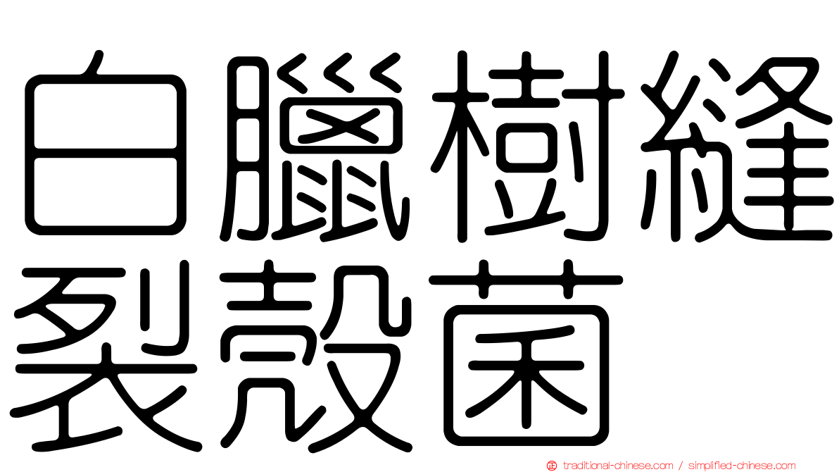 白臘樹縫裂殼菌