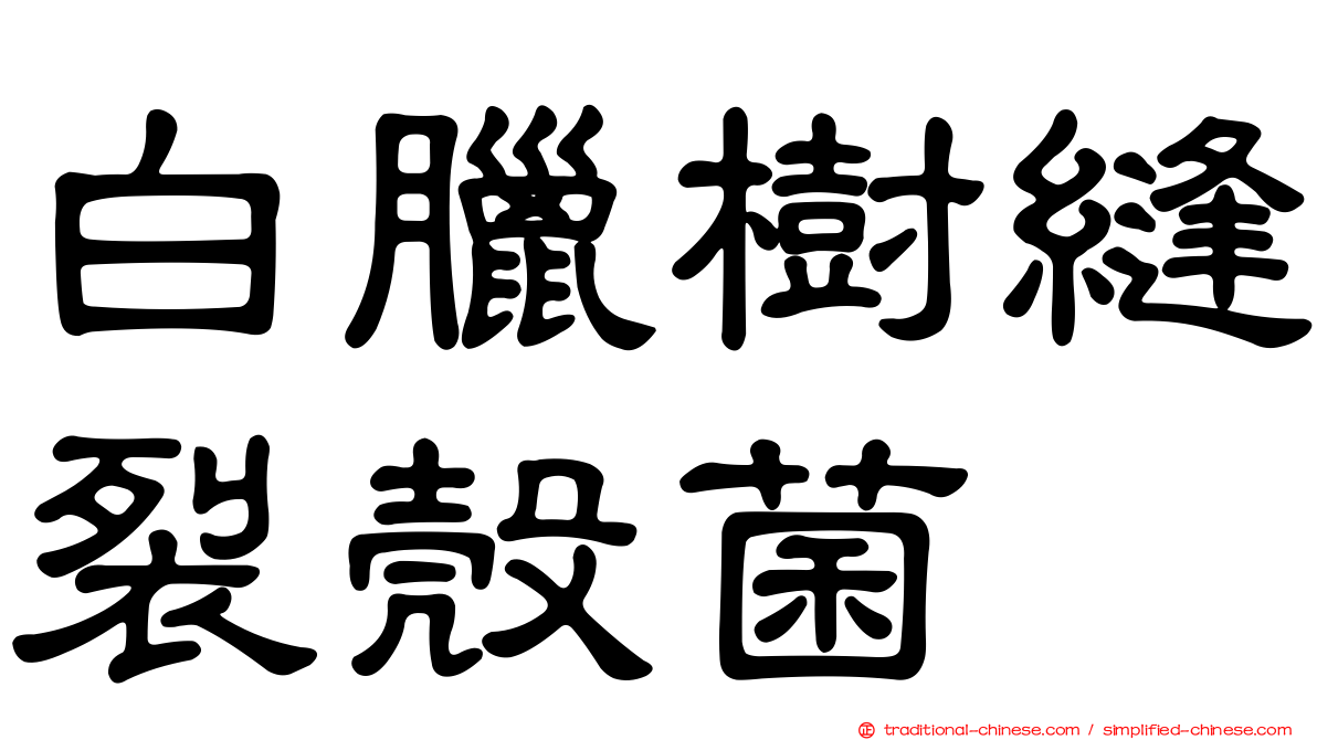白臘樹縫裂殼菌