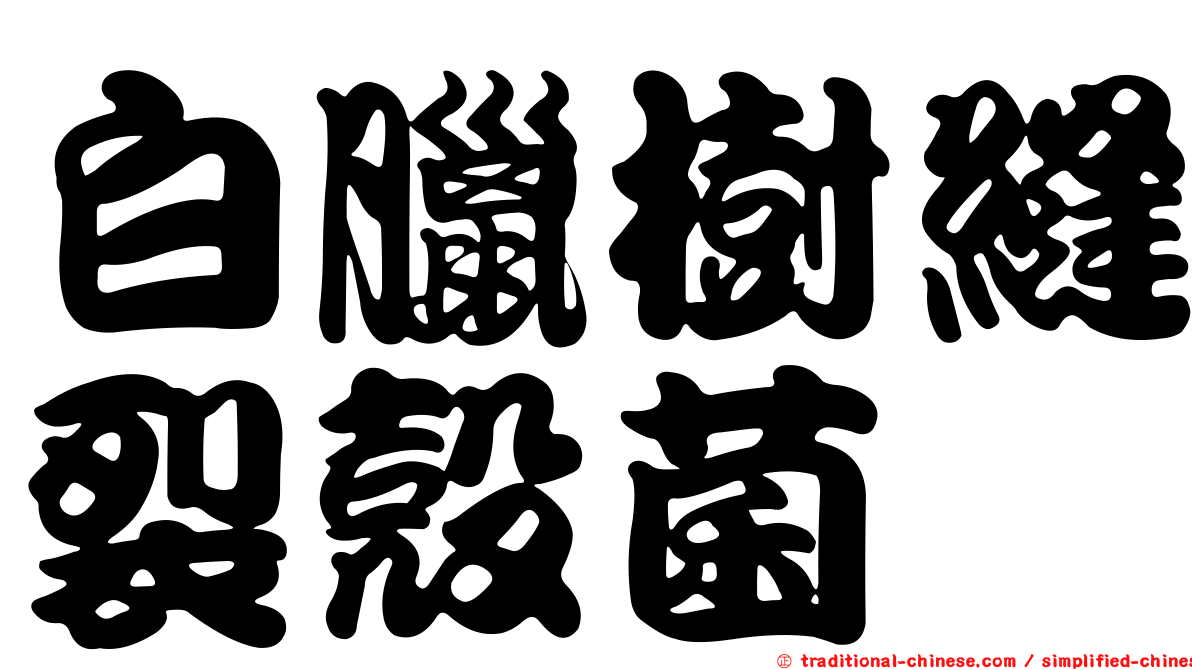 白臘樹縫裂殼菌