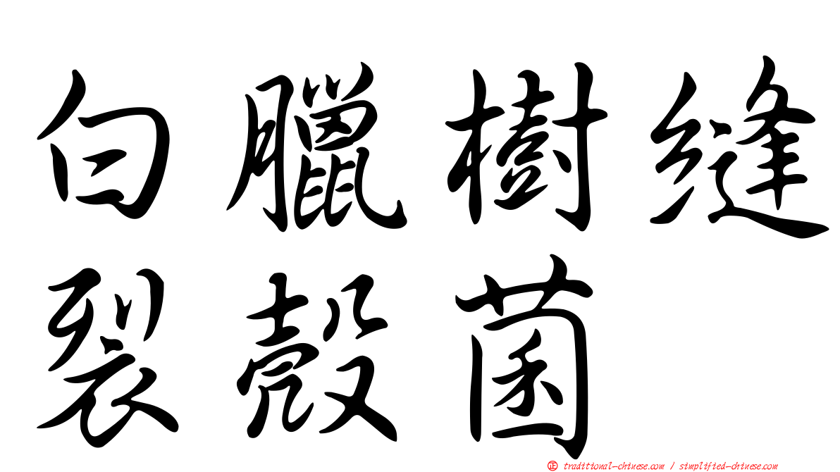 白臘樹縫裂殼菌