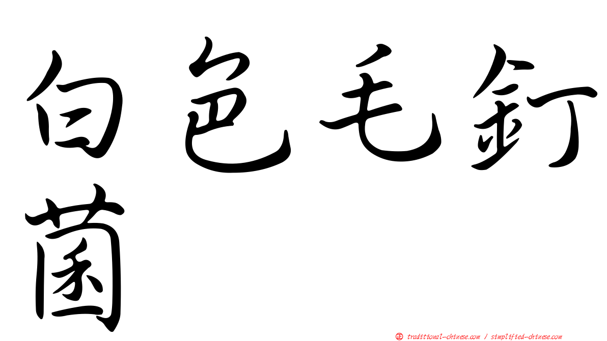 白色毛釘菌