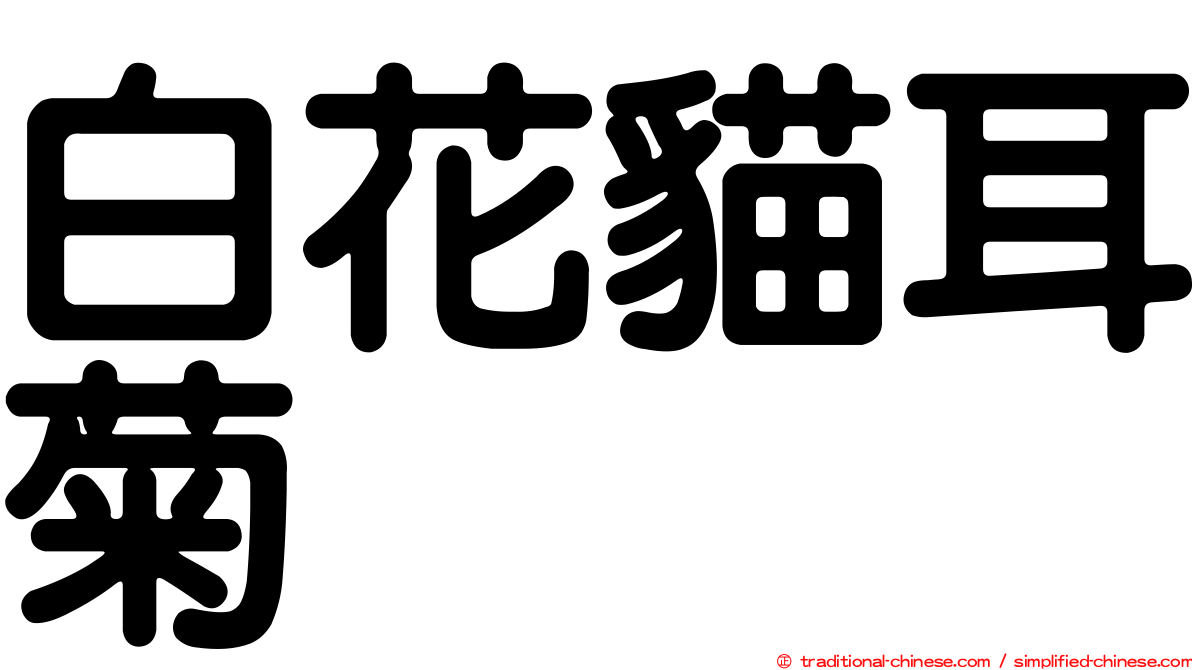 白花貓耳菊
