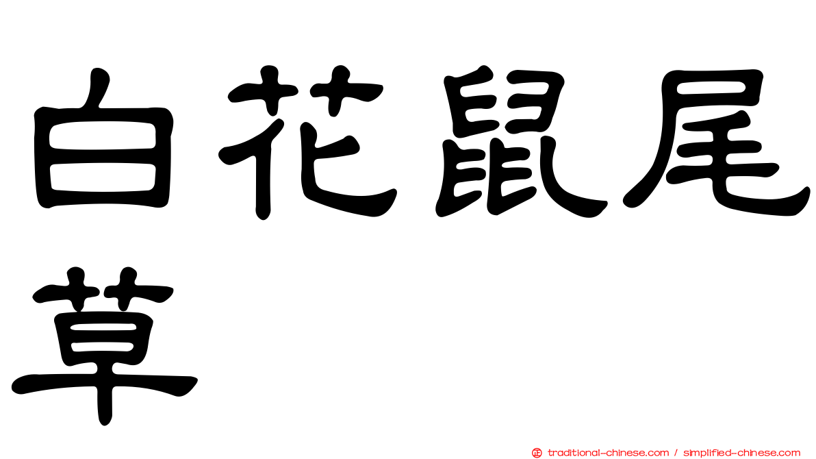 白花鼠尾草