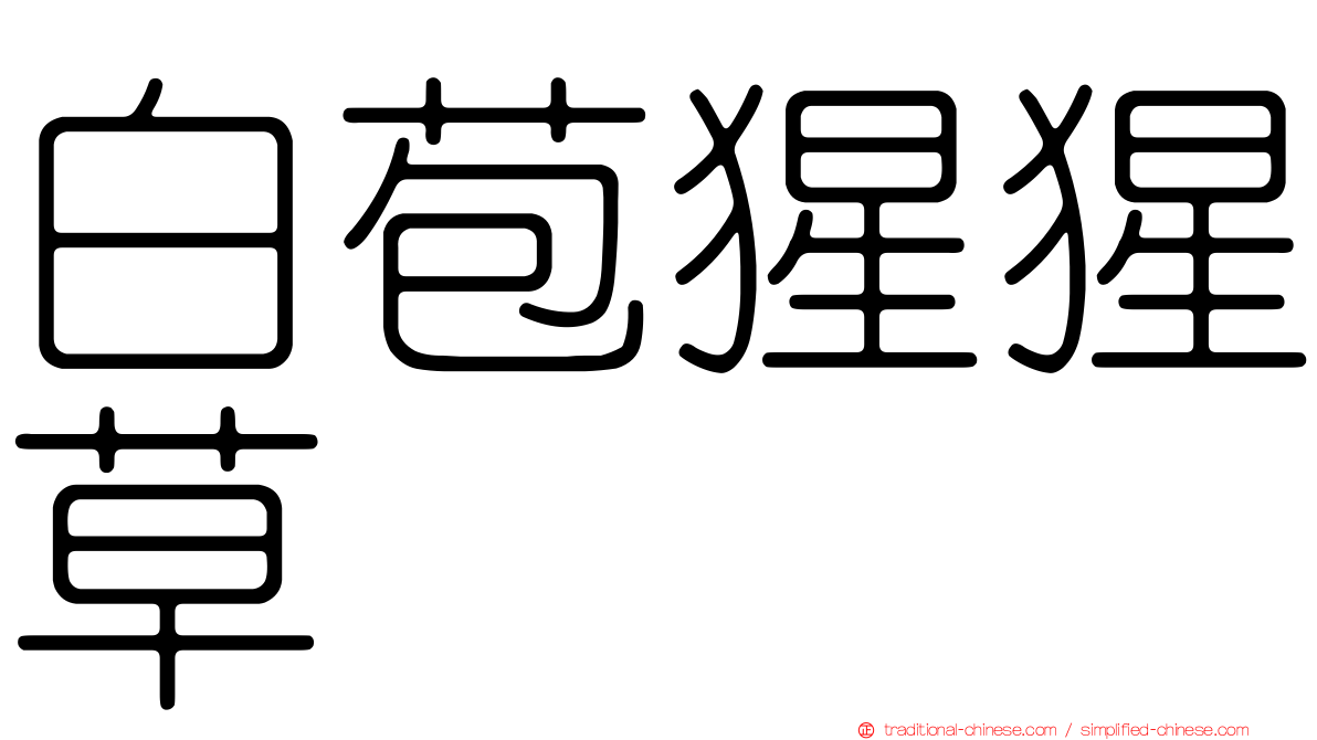 白苞猩猩草