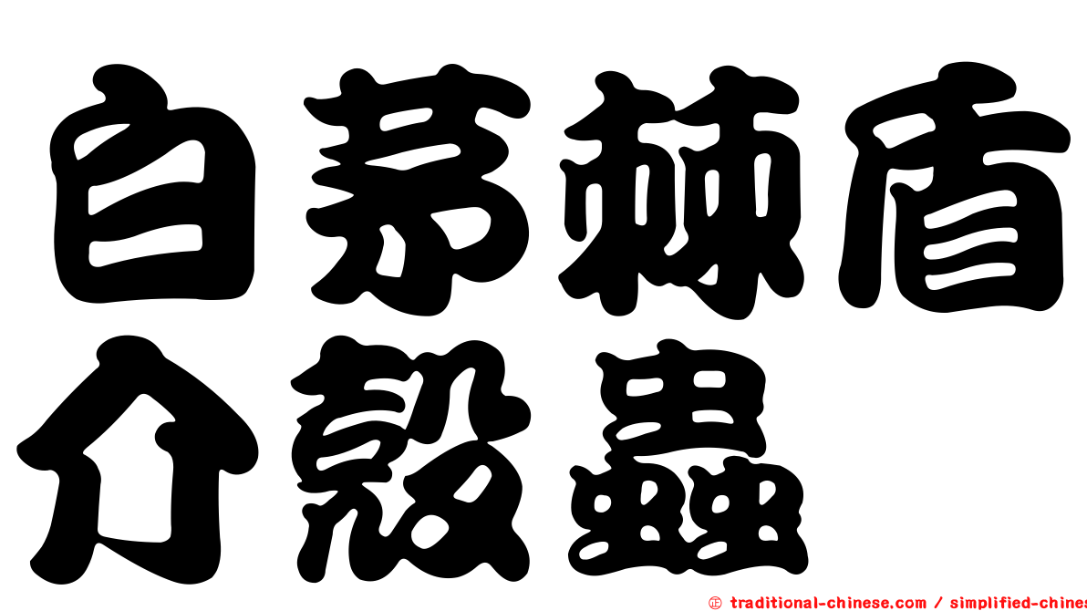 白茅棘盾介殼蟲