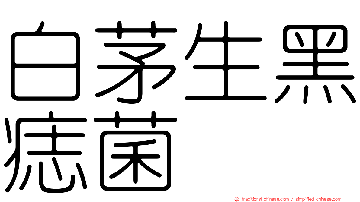 白茅生黑痣菌