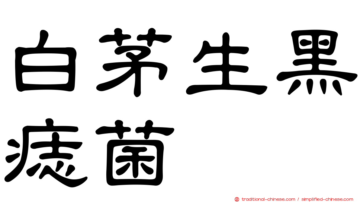 白茅生黑痣菌