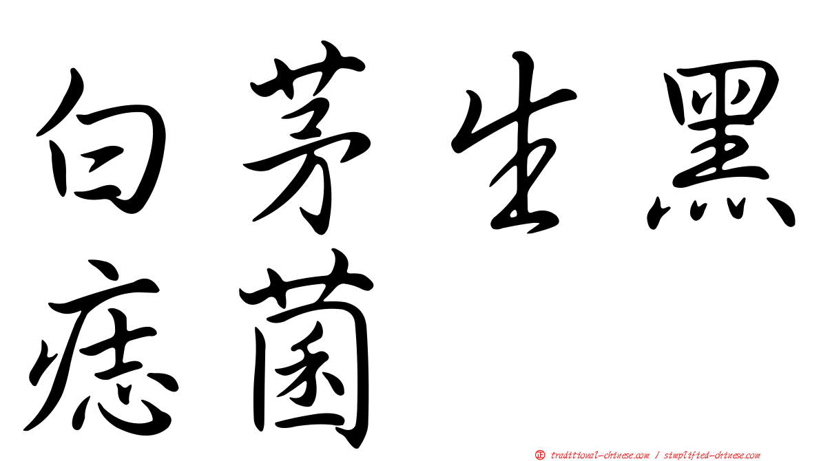 白茅生黑痣菌