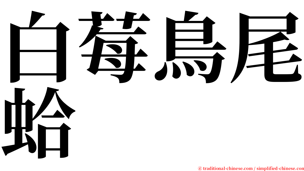 白莓鳥尾蛤 serif font