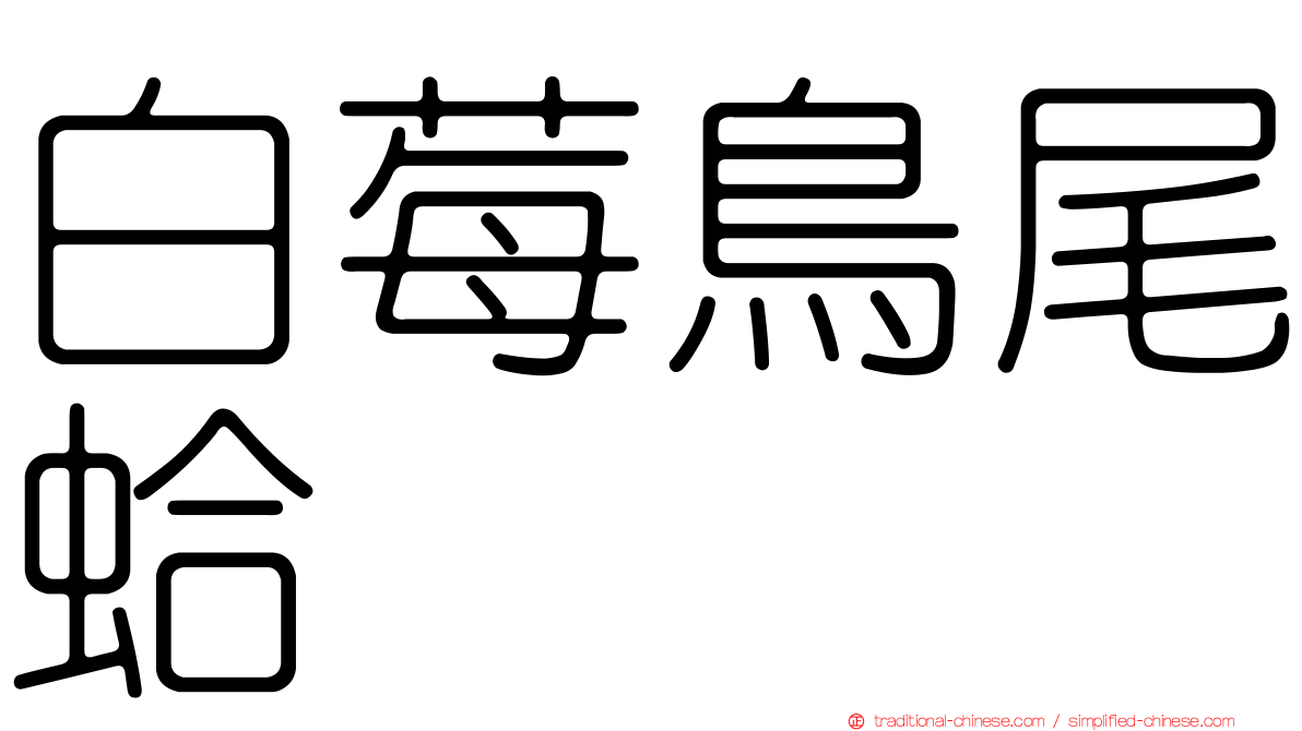 白莓鳥尾蛤
