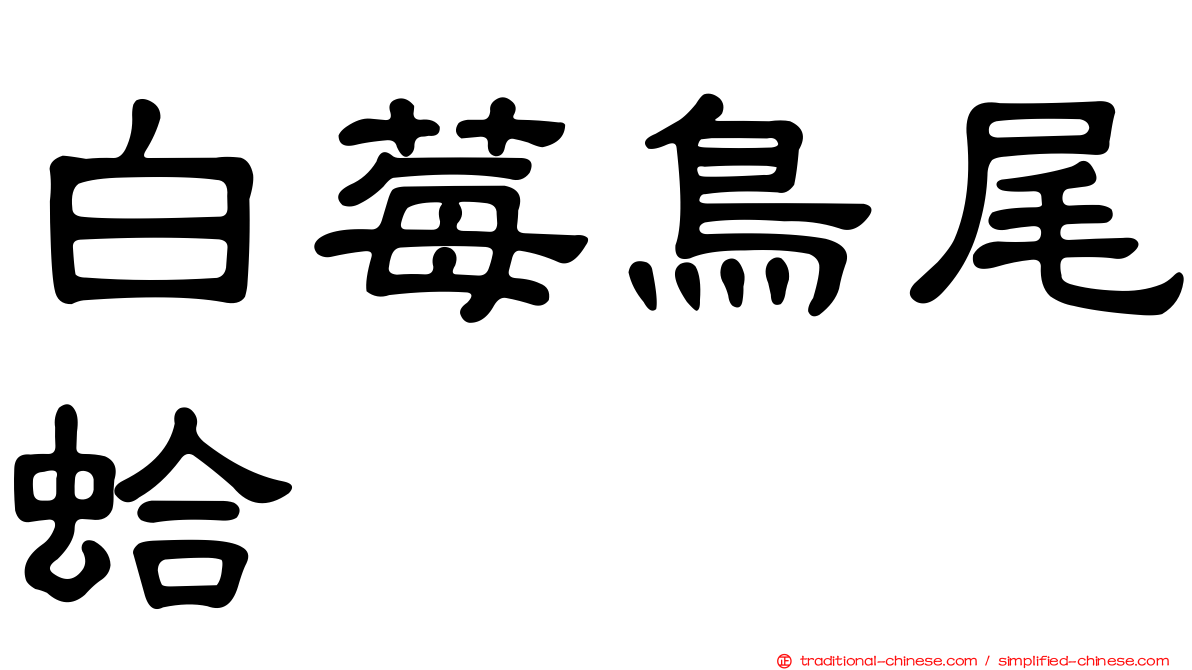 白莓鳥尾蛤