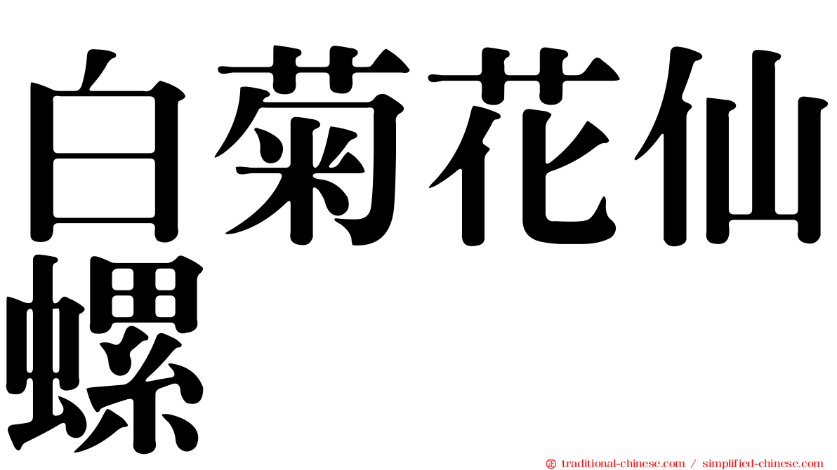 白菊花仙螺