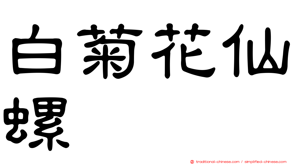 白菊花仙螺