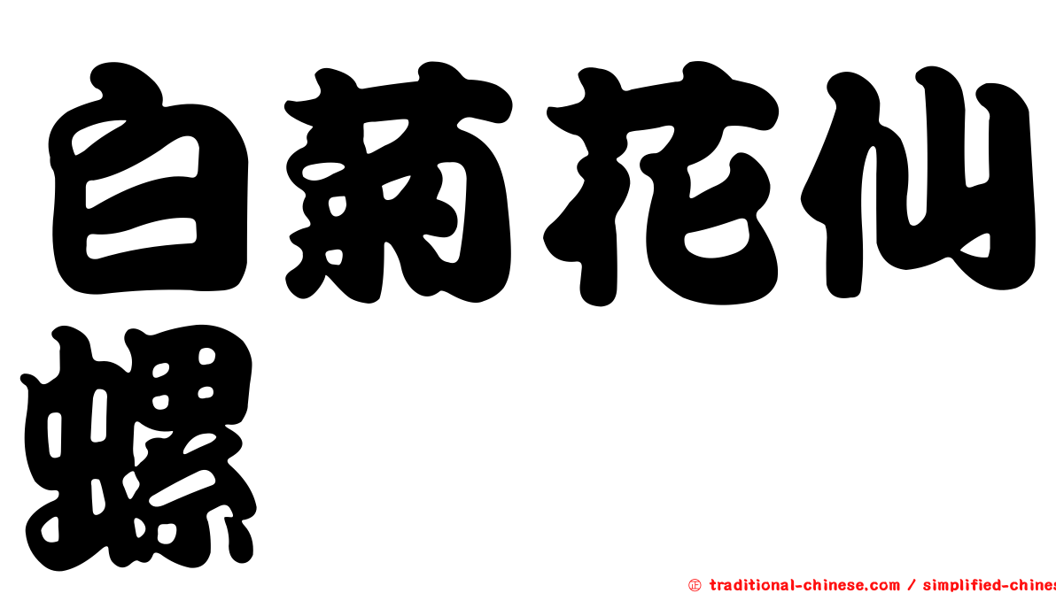 白菊花仙螺