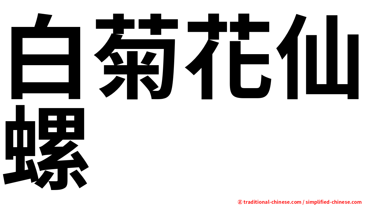 白菊花仙螺