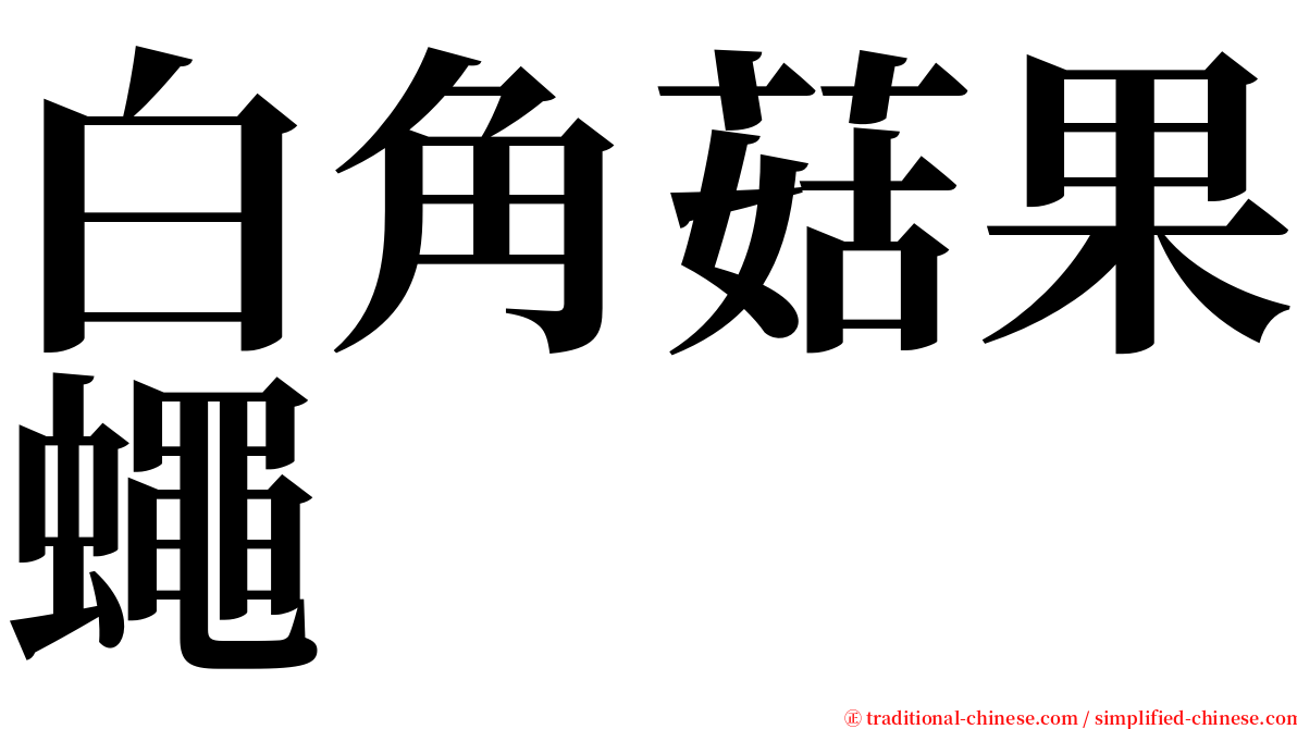 白角菇果蠅 serif font
