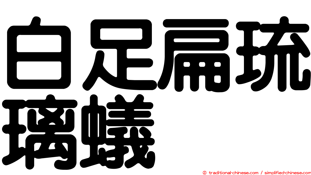 白足扁琉璃蟻