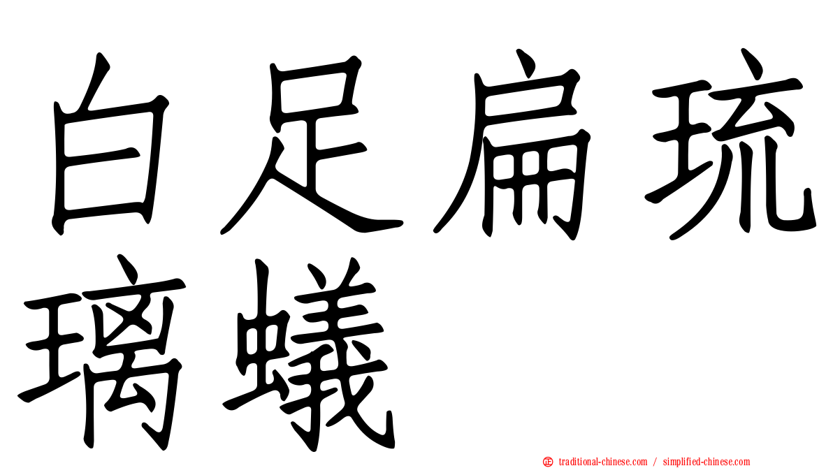 白足扁琉璃蟻
