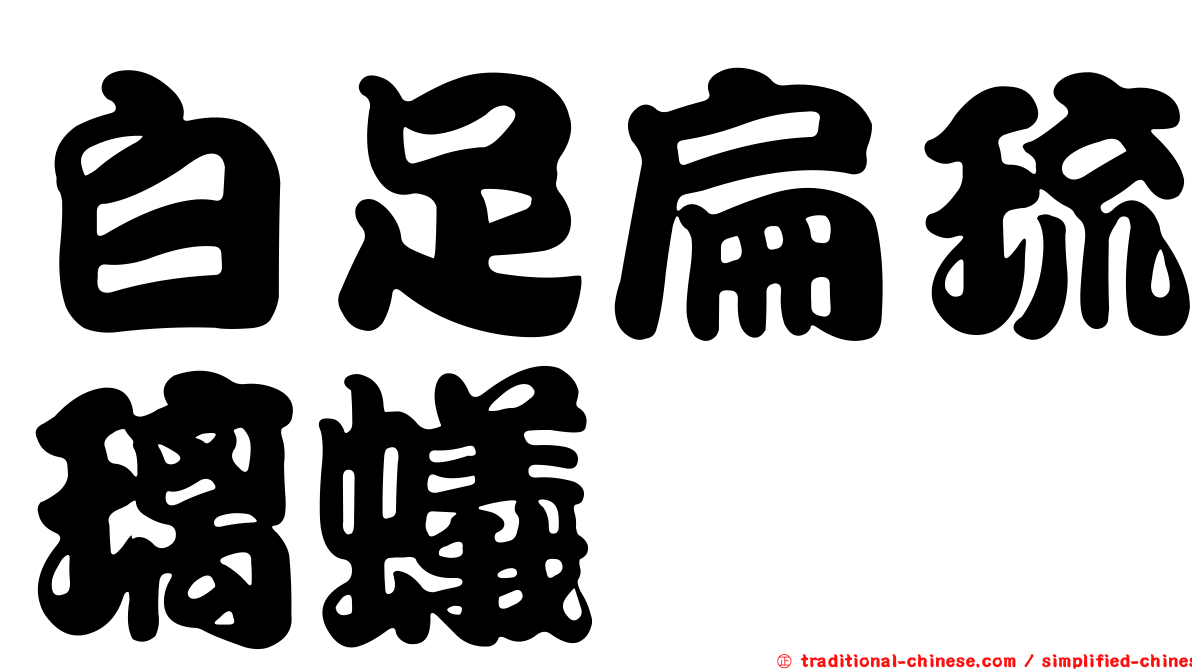 白足扁琉璃蟻