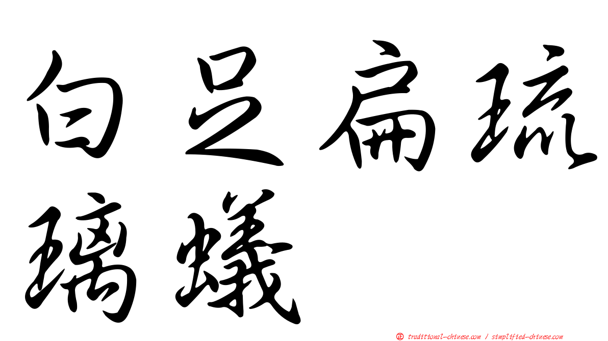 白足扁琉璃蟻