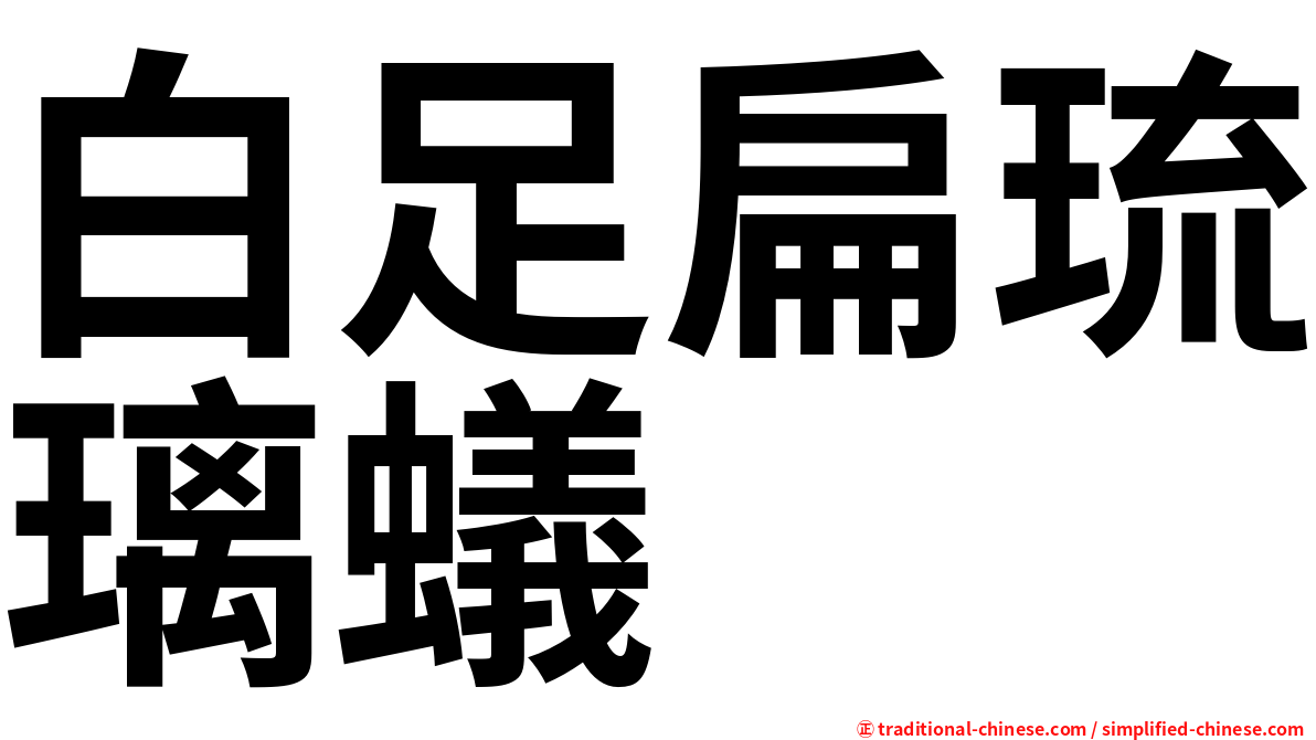 白足扁琉璃蟻