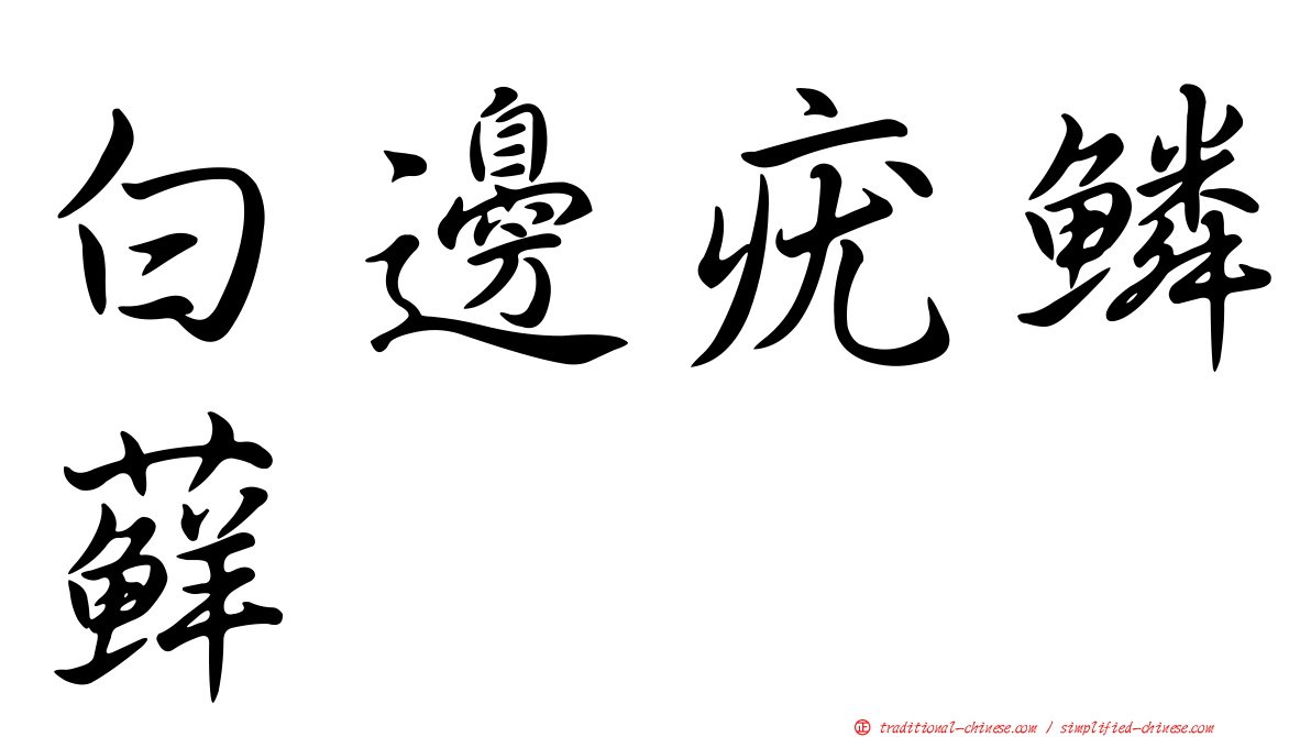 白邊疣鱗蘚