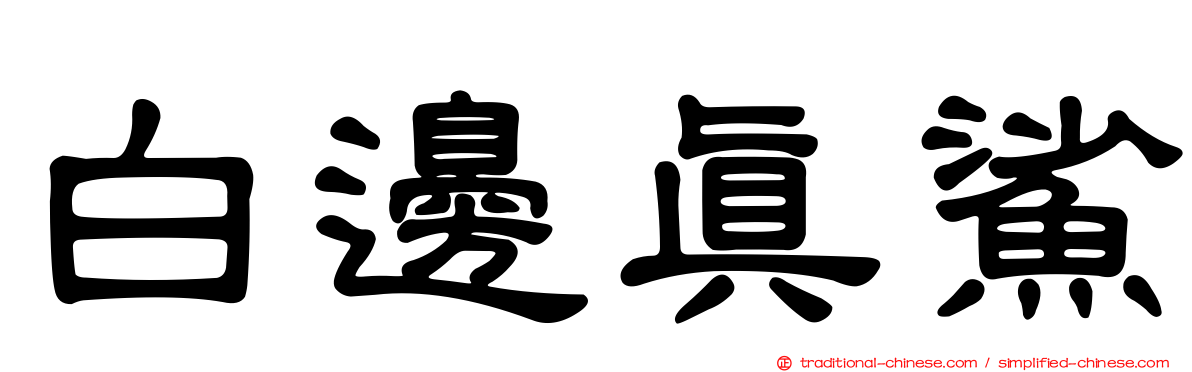 白邊真鯊
