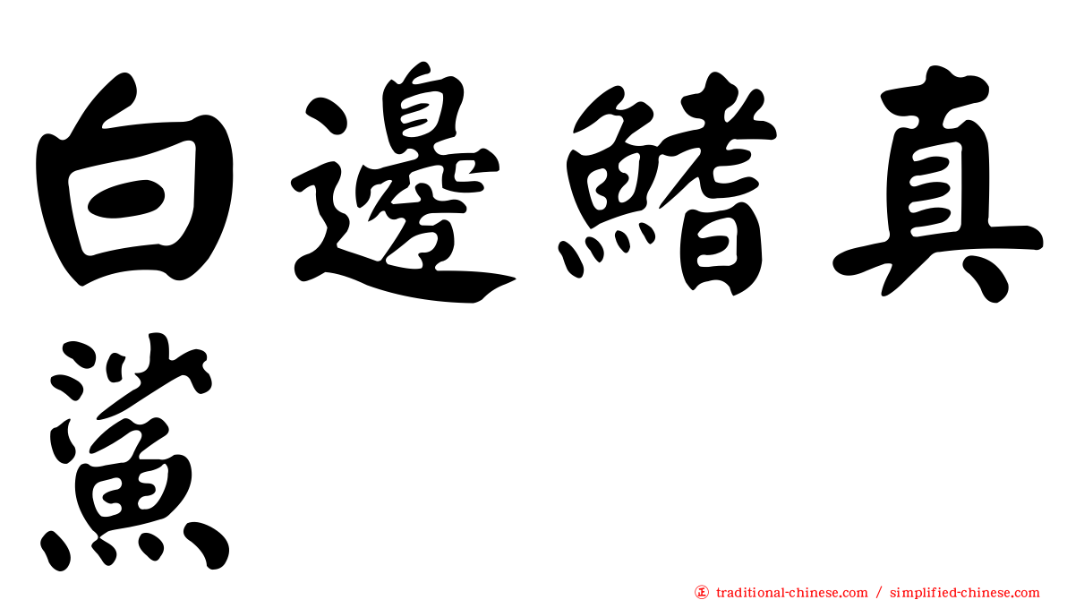 白邊鰭真鯊