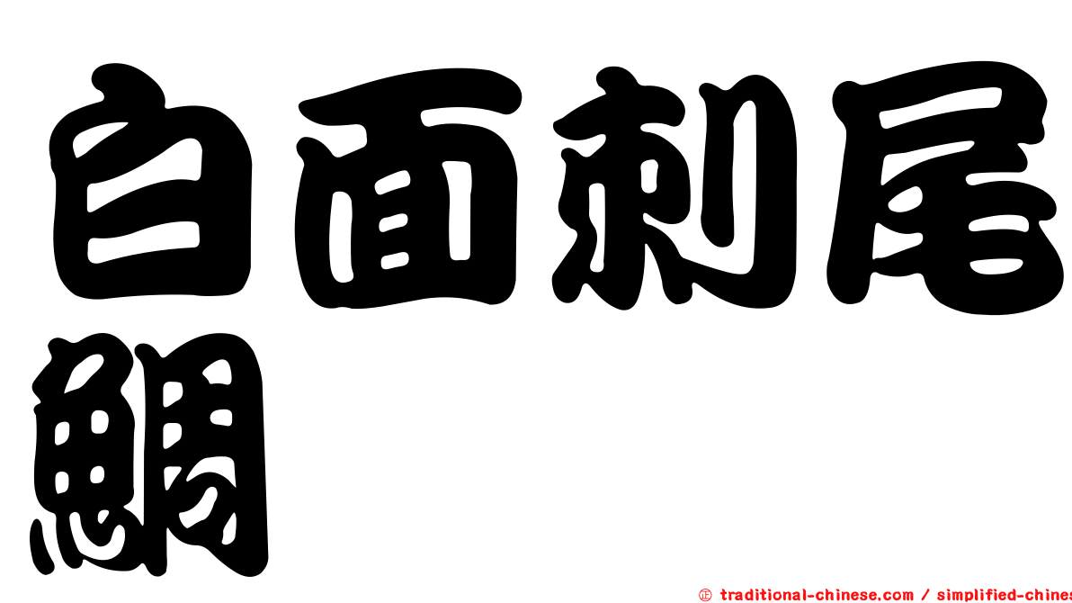 白面刺尾鯛