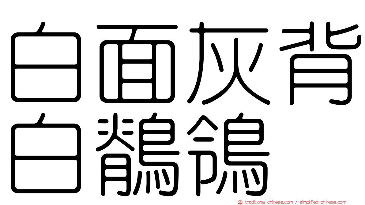 白面灰背白鶺鴒